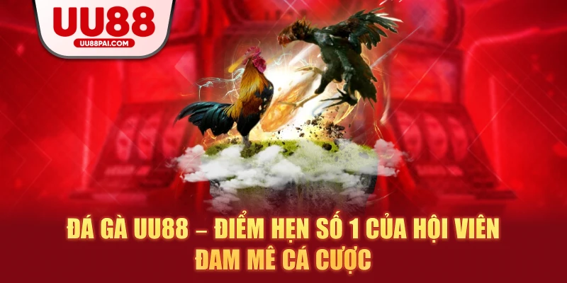 Đá gà uu88 điểm hẹn số 1 của hội viên đam mê cá cược
